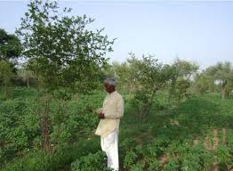 राजस्थान में अकाल की आहट