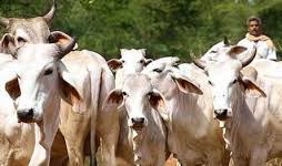 हनुमानगढ़ में गौशालाओं को नहीं मिल रहा अनुदान