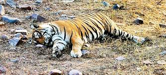 9 घंटे तड़पकर हुई बाघिन की मौत