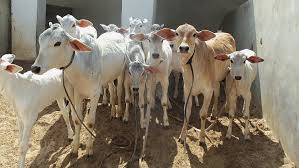 गौ संरक्षण