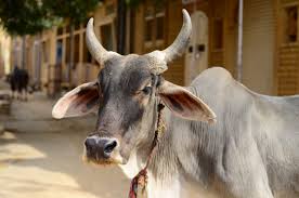 ‘गाय की रक्षा के लिए अलग मंत्रालय बनाए सरकार’