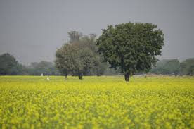 ग्रामीणों ने मुआवजे की मांग को लेकर किया प्रदर्शन