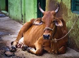 दुग्ध उत्पादन बढ़ाने के लिए गायों में नस्ल सुधार की आवश्यकता