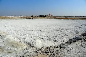 डीडवाना की नमक झील में साइबेरियन सारस ने जमाया डेरा