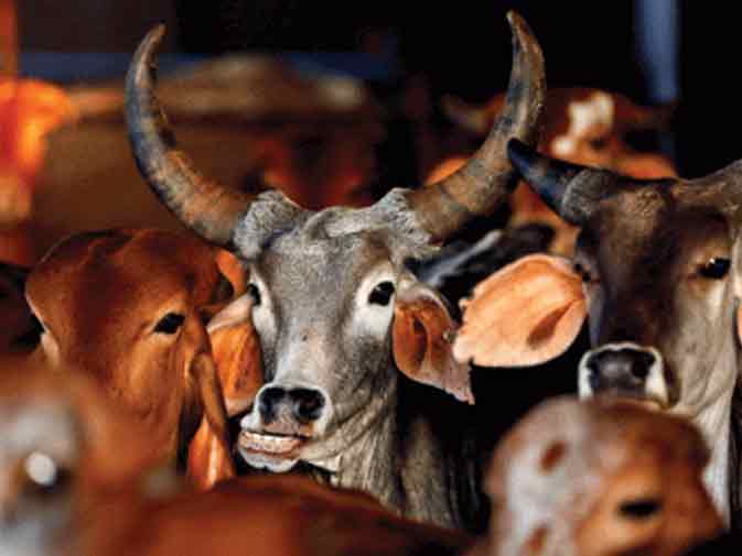 FACTS बीफ निर्यात में भारत नंबर वन 90 करोड़ भारतीय मांसाहारी