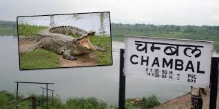 करौली: मगरमच्छ ने एक बुजुर्ग को बनाया अपना शिकार