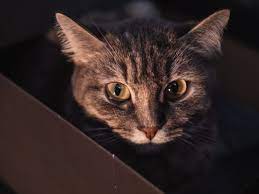 Cat Viral