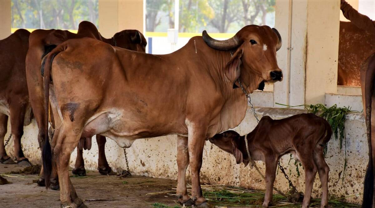 राधिका, सीता, गीता के नाम है एफडी, लखपति हैं इस गोशाला की गायें; जानिए कैसे