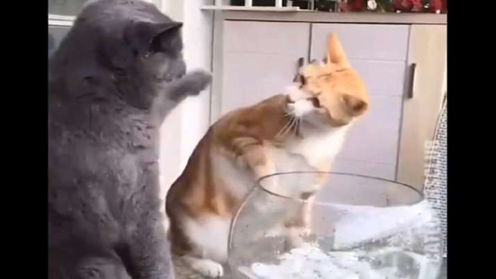 बच्चे को पीटा तो भड़क गई बिल्ली, दूसरी बिल्ली से हुई जबरदस्त Cat Fight