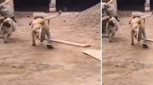 Video: जब दूसरे कुत्तों के साथ जूते पहनकर कुत्ते ने लगाई दौड़, वीडियो देखकर छूट जाएगी आपकी हंसी