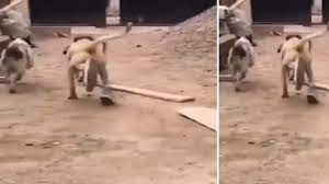 Video: जब दूसरे कुत्तों के साथ जूते पहनकर कुत्ते ने लगाई दौड़, वीडियो देखकर छूट जाएगी आपकी हंसी