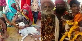 कुत्ते और कुतिया की शादी में 500 बाराती, सोने-चांदी के गहने और तिलक चढ़ावा