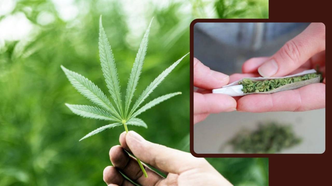 जर्मनी में गांजे से जुड़े बिल को मिली मंजूरी, लीगल तरीके से खेती कर सकेंगे लोग