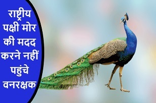राष्ट्रीय पक्षी मोर की मदद करने नहीं पहुंचे वनरक्षक