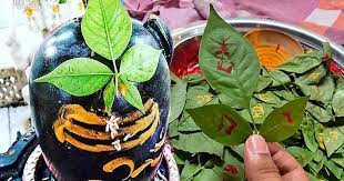 महाशिवरात्रि पर जानिए बेलपत्र का महत्व