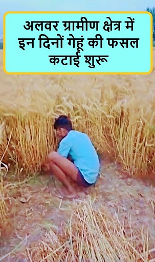 अलवर ग्रामीण क्षेत्र में इन दिनों गेहूं की फसल कटाई शुरू