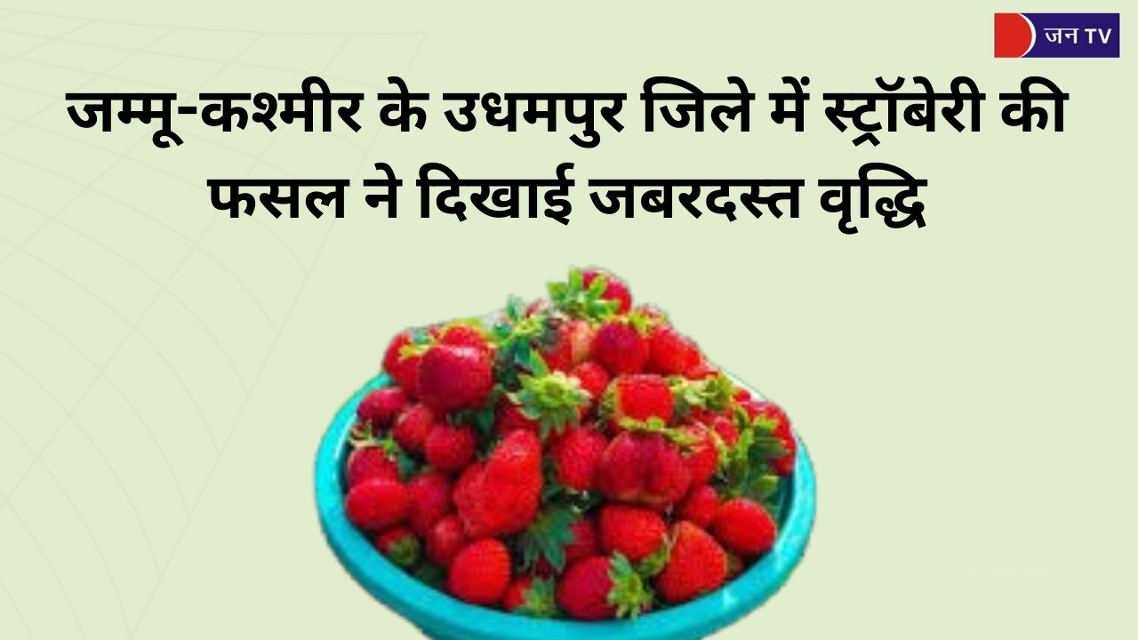 जम्मू-कश्मीर के उधमपुर जिले में स्ट्रॉबेरी की फसल ने दिखाई जबरदस्त वृद्धि, किसानो को मिल रहा बेहतरीन लाभ